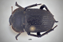 3741640 Praocis chevrolatii nigra, holotype, habitus, dorsal view