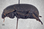3741640 Praocis chevrolatii nigra, holotype, habitus, lateral view
