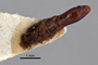 3741640 Praocis chevrolatii nigra, holotype, dissected structure