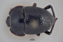 3741642 Praocis nitens, holotype, habitus, dorsal view