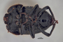 3741642 Praocis nitens, holotype, habitus, ventral view