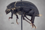 3741643 Praocis penai, holotype, habitus, lateral view