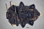 3741643 Praocis penai, holotype, habitus, ventral view