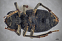 3741644 Auladera crenicosta monsalvei, holotype, habitus, ventral view