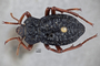 3741648 Epipedonota montana, holotype, habitus, dorsal view