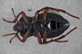 3741648 Epipedonota montana, holotype, habitus, ventral view
