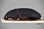 3741656 Crypticus opacus, type, habitus, lateral view