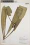 Adiscanthus fusciflorus Ducke, Peru, N. Dávila et al. 816, F