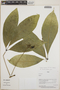 Ticorea tubiflora (A. C. Sm.) Gereau, Peru, N. Dávila 5648, F
