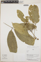 Esenbeckia scrotiformis Kaastra, Peru, I. Huamantupa 13127, F
