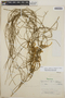 Orthosia glaberrima image