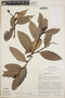 Cavendishia bracteata (Ruíz & Pav. ex J. St.-Hil.) Hoerold, Mexico, J. L. Luteyn 3425, F