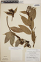 Cavendishia bracteata (Ruíz & Pav. ex J. St.-Hil.) Hoerold, Mexico, A. Shilom Ton 863, F