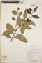Cavendishia bracteata (Ruíz & Pav. ex J. St.-Hil.) Hoerold, Mexico, A. Campos V. 3921, F