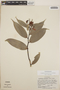 Cavendishia bracteata (Ruíz & Pav. ex J. St.-Hil.) Hoerold, Mexico, G. J. Breckon 671, F