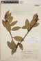 Cavendishia bracteata (Ruíz & Pav. ex J. St.-Hil.) Hoerold, Mexico, E. Matuda 17800, F