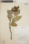 Cavendishia bracteata (Ruíz & Pav. ex J. St.-Hil.) Hoerold, Mexico, E. Matuda 37400, F