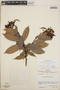 Cavendishia bracteata (Ruíz & Pav. ex J. St.-Hil.) Hoerold, Mexico, D. E. Breedlove 12683, F