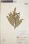 Cavendishia bracteata (Ruíz & Pav. ex J. St.-Hil.) Hoerold, Costa Rica, L. H. Durkee 75-20, F