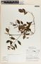 Tassadia obovata image