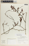 Tassadia obovata image