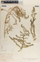 Chenopodium  multifidum L., United States of America, I. F. Holton, F