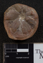 PP 32293 [HS, M] Sphenophyllum emarginatum Brongniart, Moscovian / Desmoinesian, Francis Creek Shale Member, United States of America, Illinois, Will