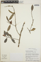 Cavendishia bracteata (Ruíz & Pav. ex J. St.-Hil.) Hoerold, Costa Rica, D. S. Ingram 1283, F