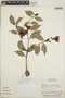 Cavendishia bracteata (Ruíz & Pav. ex J. St.-Hil.) Hoerold, Costa Rica, R. O. Lawton 1235, F