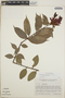 Cavendishia bracteata (Ruíz & Pav. ex J. St.-Hil.) Hoerold, Costa Rica, H. Kennedy 3763, F