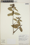 Cavendishia bracteata (Ruíz & Pav. ex J. St.-Hil.) Hoerold, Costa Rica, C. Morales 693, F