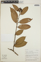 Cavendishia bracteata (Ruíz & Pav. ex J. St.-Hil.) Hoerold, Costa Rica, K. A. Barringer 2151, F