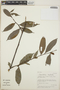 Cavendishia bracteata (Ruíz & Pav. ex J. St.-Hil.) Hoerold, Costa Rica, K. A. Barringer 2069, F