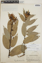 Cavendishia bracteata (Ruíz & Pav. ex J. St.-Hil.) Hoerold, Guatemala, P. C. Standley 86339, F