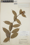 Cavendishia bracteata (Ruíz & Pav. ex J. St.-Hil.) Hoerold, Guatemala, P. C. Standley 85911, F