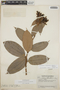 Cavendishia bracteata (Ruíz & Pav. ex J. St.-Hil.) Hoerold, Guatemala, J. A. Steyermark 48566, F