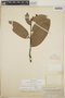 Cavendishia bracteata (Ruíz & Pav. ex J. St.-Hil.) Hoerold, Guatemala, 3184, F