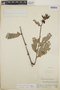 Cavendishia bracteata (Ruíz & Pav. ex J. St.-Hil.) Hoerold, Guatemala, K. P. Schmidt, F