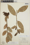 Cavendishia bracteata (Ruíz & Pav. ex J. St.-Hil.) Hoerold, Guatemala, A. Molina R. 12195, F
