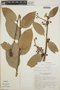 Cavendishia bracteata (Ruíz & Pav. ex J. St.-Hil.) Hoerold, Guatemala, J. L. Luteyn 3449, F
