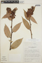 Cavendishia bracteata (Ruíz & Pav. ex J. St.-Hil.) Hoerold, Guatemala, J. L. Luteyn 3480, F