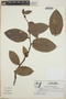 Cavendishia bracteata (Ruíz & Pav. ex J. St.-Hil.) Hoerold, Guatemala, B. García 6332, F
