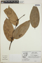Cavendishia bracteata (Ruíz & Pav. ex J. St.-Hil.) Hoerold, Guatemala, 3773, F