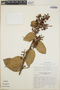 Cavendishia bracteata (Ruíz & Pav. ex J. St.-Hil.) Hoerold, Guatemala, J. L. Luteyn 3448, F