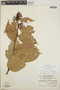 Cavendishia bracteata (Ruíz & Pav. ex J. St.-Hil.) Hoerold, Guatemala, A. Molina R. 16573, F