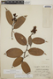 Cavendishia bracteata (Ruíz & Pav. ex J. St.-Hil.) Hoerold, Guatemala, W. R. Hatch 155, F