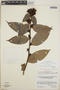 Cavendishia bracteata (Ruíz & Pav. ex J. St.-Hil.) Hoerold, Guatemala, D. E. Breedlove 11487, F