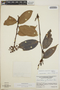 Cavendishia bracteata (Ruíz & Pav. ex J. St.-Hil.) Hoerold, Guatemala, D. E. Breedlove 8746, F