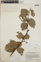 Cavendishia bracteata (Ruíz & Pav. ex J. St.-Hil.) Hoerold, Guatemala, J. A. Steyermark 43085, F