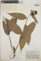 Cavendishia bracteata (Ruíz & Pav. ex J. St.-Hil.) Hoerold, Guatemala, J. A. Steyermark 36762, F